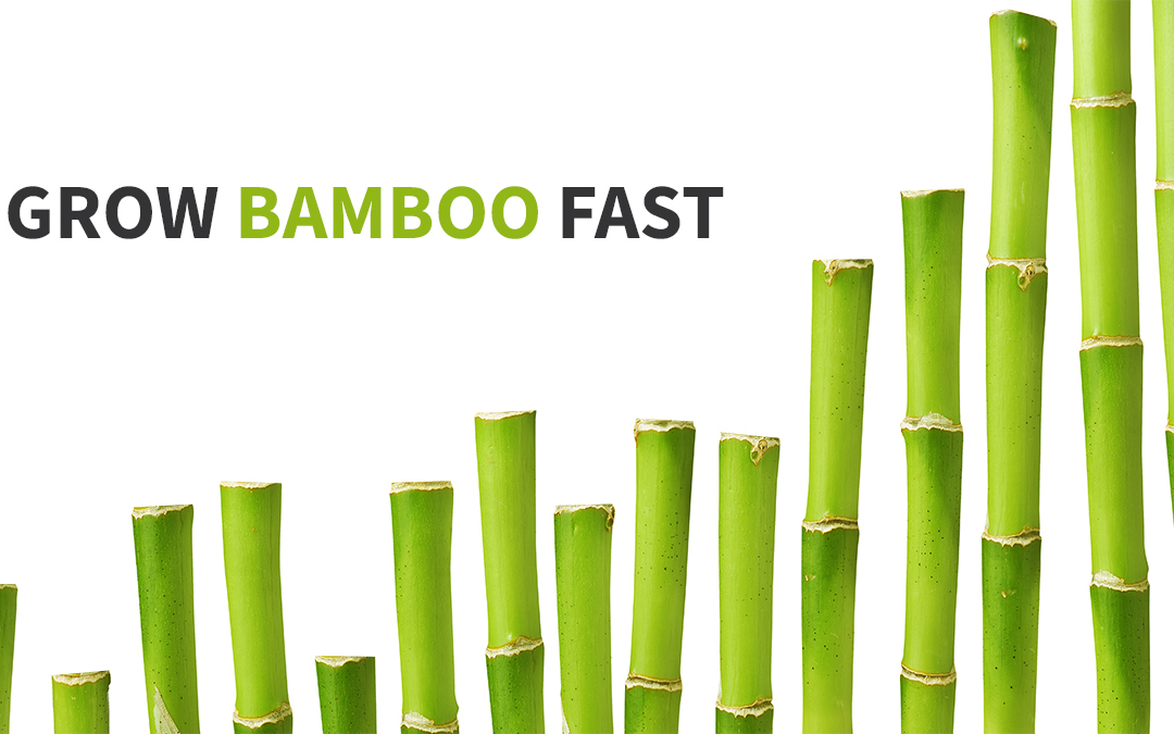 Bamboo grows fast